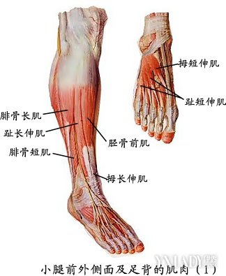 【圖】下肢肌肉圖解圖片 下肢肌解剖學彩色圖譜