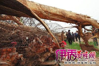 场主称养鸡场遭强拆上万只鸡被压死(图)_社会